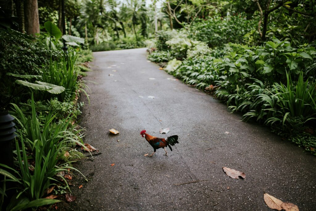 Bird in botanical garden, Singapore.