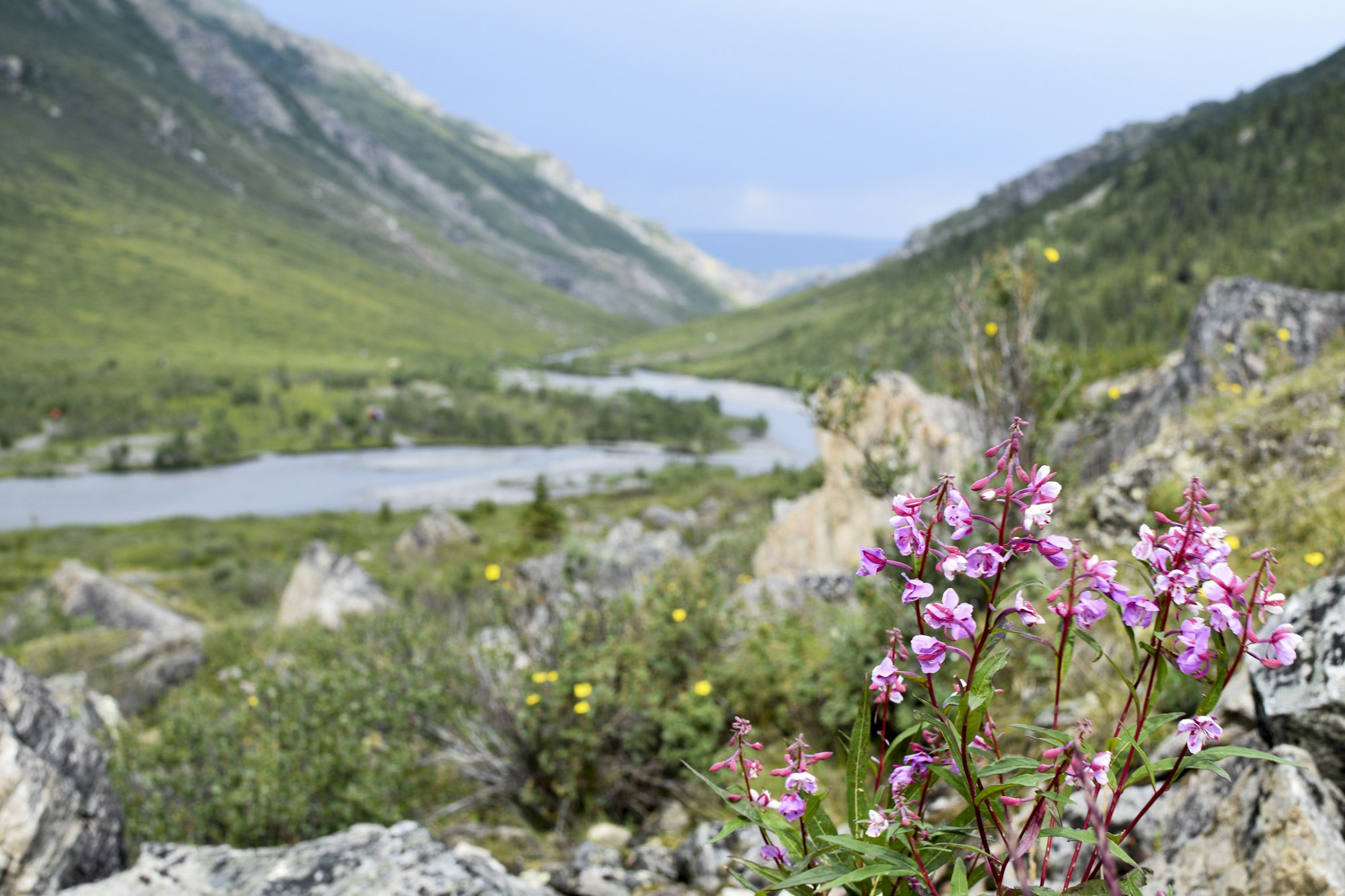 Spring in Alaska